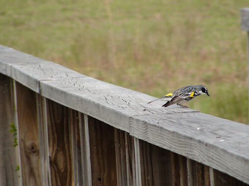 yellow-rumped-warbler-side