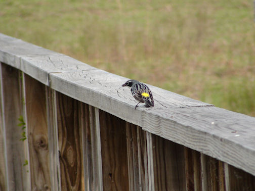yellow-rumped-warbler